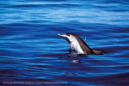 Delfin im Ozean vor La Palma